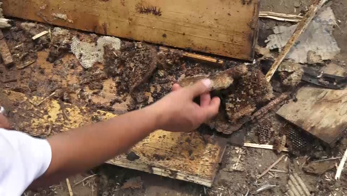 الحديدة – جريمة طيران العدوان على مزرعة النحل في منطقة الدقاونه بالجبانه في الحالية 8-10-2018