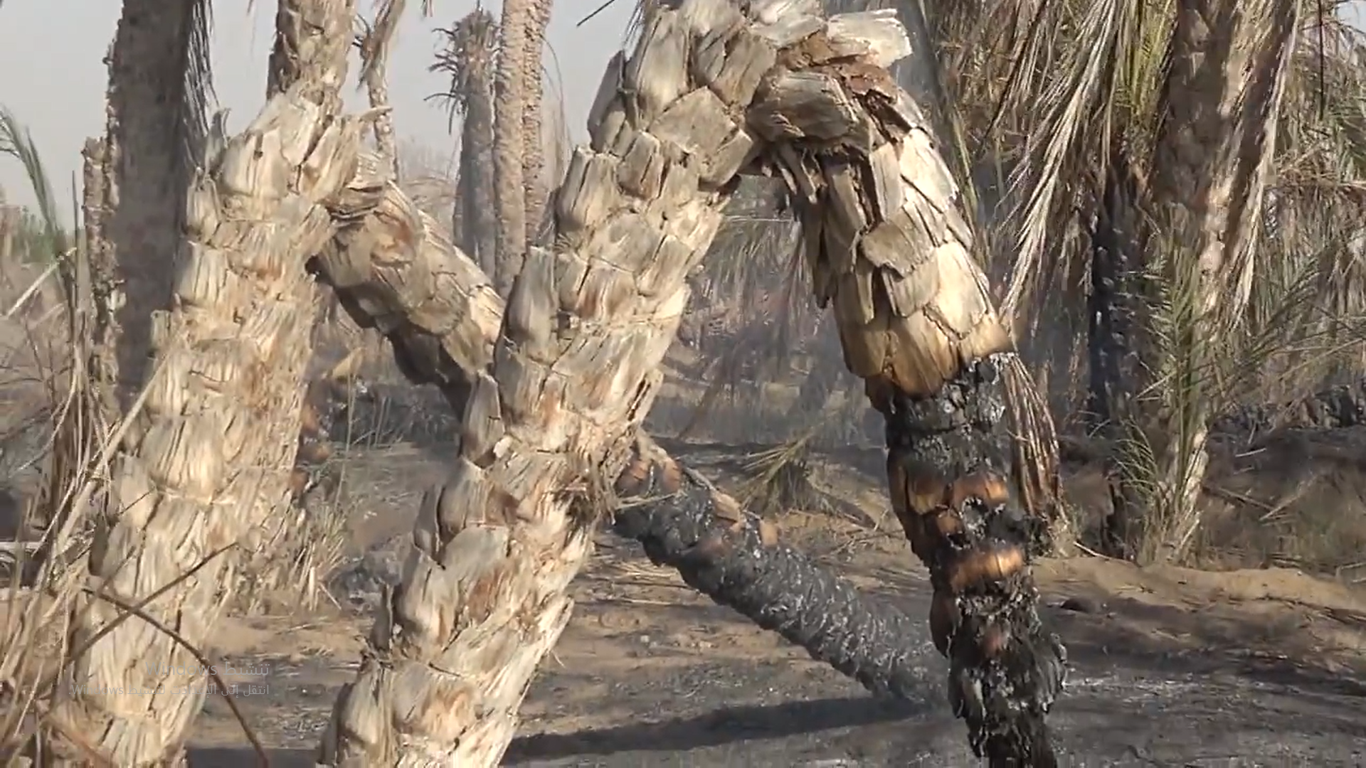 الحديدة – منافقي العدوان يحرقون مزارع المواطنين بالجاح الاعلى