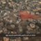 سرايا القدس تعرض مشاهد من عملية الاستحكام المدفعي على تجمعات وجنود وآليات العدو في خانيونس22-01-2024